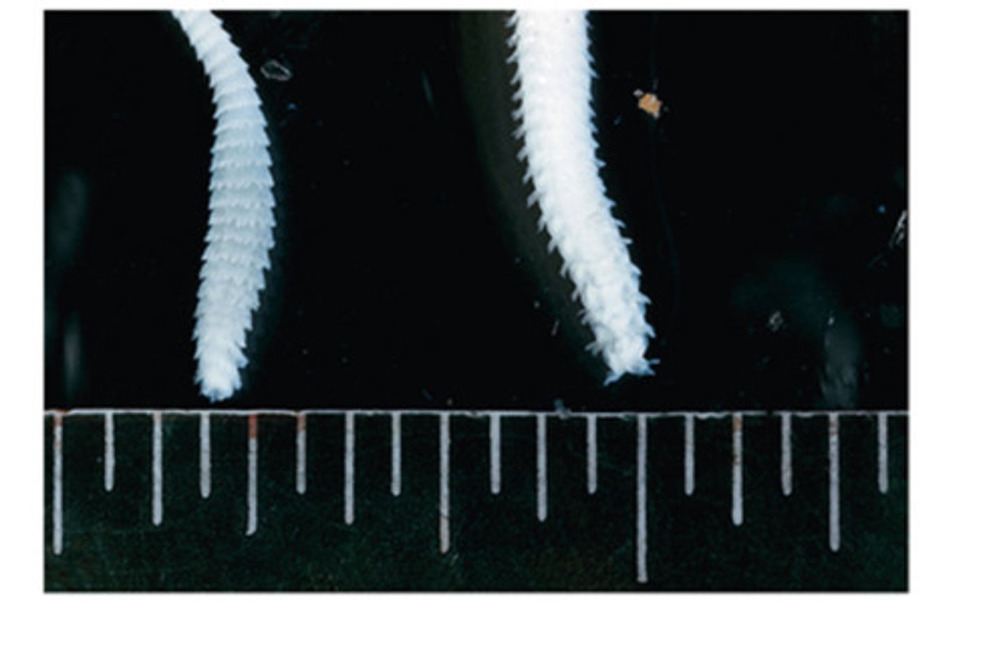 <p>Adult thysanosoma actinoides tapeworms have a unique appearance that gives them their common name, which is</p>