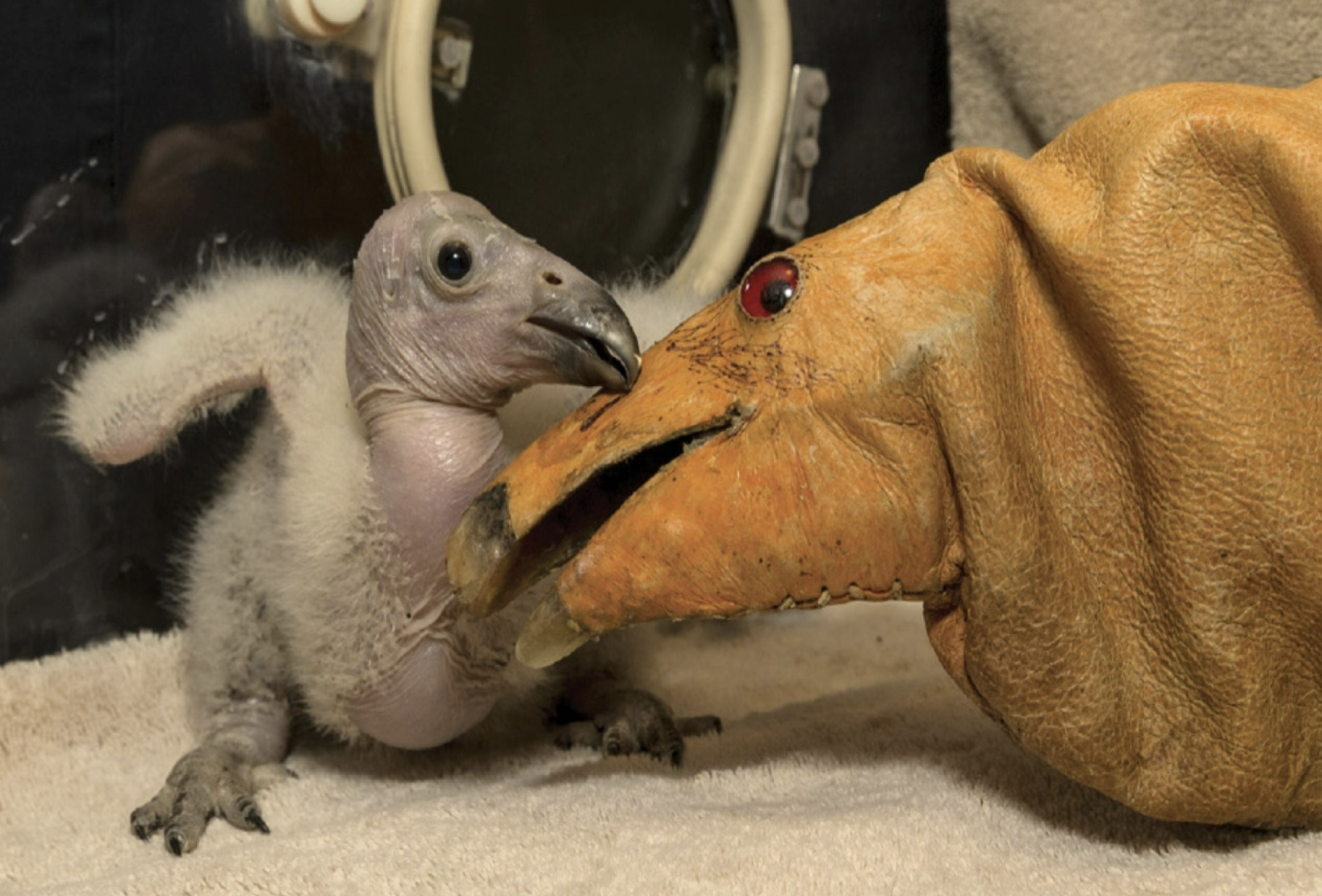 <p>Some species like California need plans with captive breeding programs in order to survive and recover.</p>