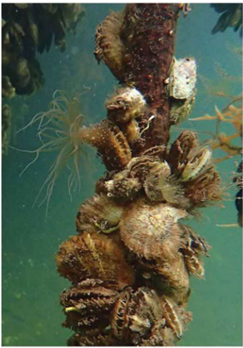 <p>Facilitation cascades occur where one habitat-forming species facilitates another habitat-forming species, with synergistic effects on biodiversity. </p>