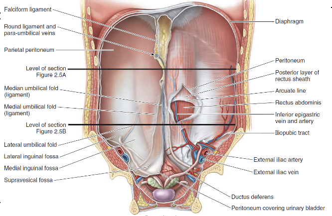 <p>1. <strong>Median umbilical fold</strong> – from apex of bladder to umbilicus, <strong>covers median umbilical ligament and has urachus</strong></p><p>2. <strong>Medial umbilical folds</strong> – lateral to median umbilical folds, <strong>cover medial umbilical ligaments which has umbilical artery which becomes medial umbilical ligament</strong></p><p>3. <strong>Lateral umbilical folds </strong>– lateral to the medial umbilical folds, <strong>cover inferior epigastric vessels</strong></p><p></p>