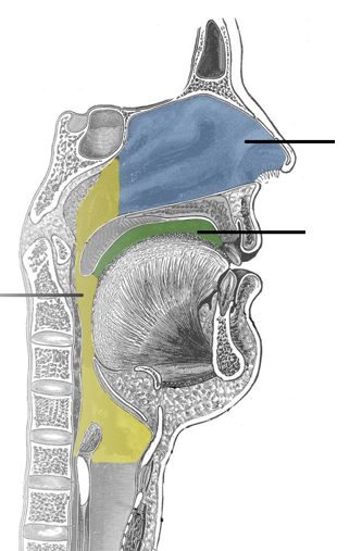 <p>label blue, yellow, and green areas in order</p>
