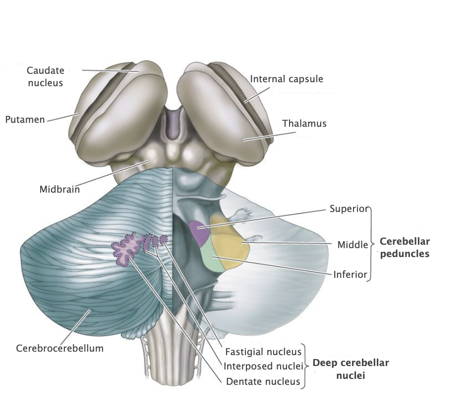 <p>Cerebral peduncles</p>
