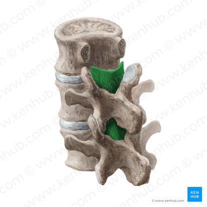 <ul><li><p>a short, but thick ligament that connects the laminae of adjacent vertebrae from C2 to S1</p></li><li><p>preserves upright posture</p></li><li><p>assists the vertebral column in resuming its shape after flexion</p></li><li><p>resists excessive separation of the adjacent vertebral laminae</p></li><li><p>prevents buckling of the ligament into the spinal canal during extension, preventing canal compression</p></li></ul><p></p>