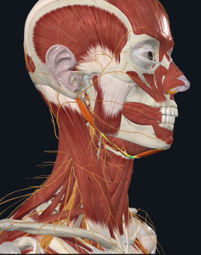 <p>What muscle is highlighted</p>