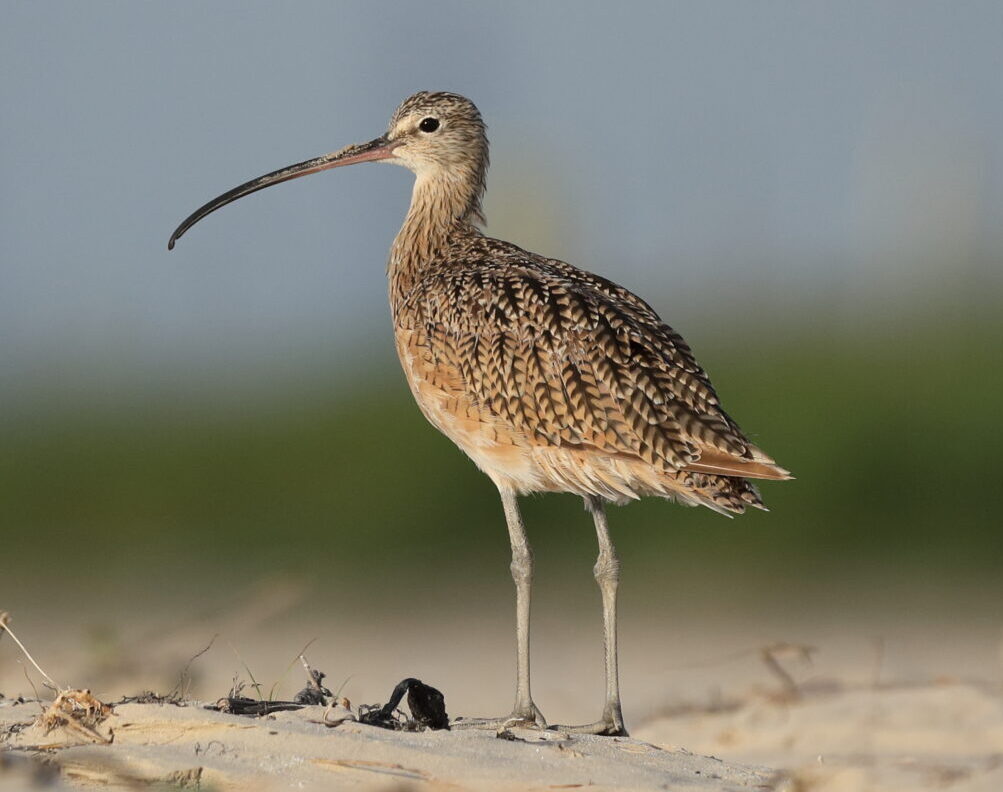 <p>Very long downcurved bill; sandy color.</p>