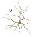 <ul><li><p>star-shaped, short axons = make local contacts with other cells</p></li><li><p>in sensory cortices</p></li></ul><p></p>