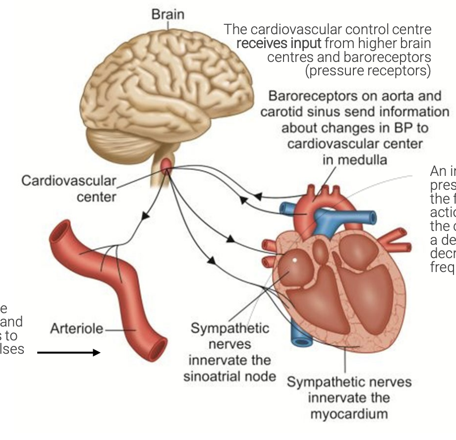 <p>Pressure receptors</p><p>Location:</p><ul><li><p>Aorta</p></li><li><p>Large blood vessels around the heart (e.g carotid sinus)</p></li></ul><p>Function:</p><ul><li><p>An increase in blood pressure, causes an increase in action potentials and signals sent to the brain, and vice versa</p></li></ul><p></p>