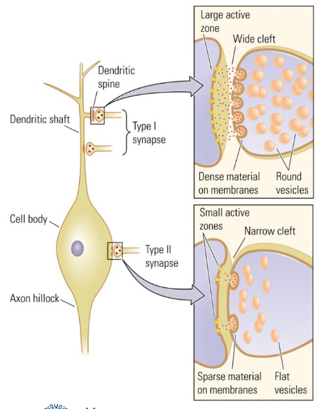 <p>Excitatory</p><ul><li><p>at dendrites (on top)</p></li><li><p>round vesicles</p></li><li><p>high density (both pre- and postsynaptical)</p></li><li><p>wide synaptic cleft</p></li><li><p>large active zone</p><ul><li><p>they need a lot of power to counteract the distance from the axon hillock and the action of inhibitory synapses. </p></li></ul></li></ul><p>Inhibitory</p><ul><li><p>at cell body — soma (axon)</p><ul><li><p>because the closer they are to the initial segment on the axon hillock, the better they can stop the firing of an action potential.</p></li></ul></li><li><p>flat vesicles</p></li><li><p>low density (both pre- and postsynaptical)</p></li><li><p>narrow synaptic cleft</p></li><li><p>small active zone</p></li></ul><p><span style="color: red">NB: Neurotransmitters themselves do not determine excitation or inhibition.</span></p>