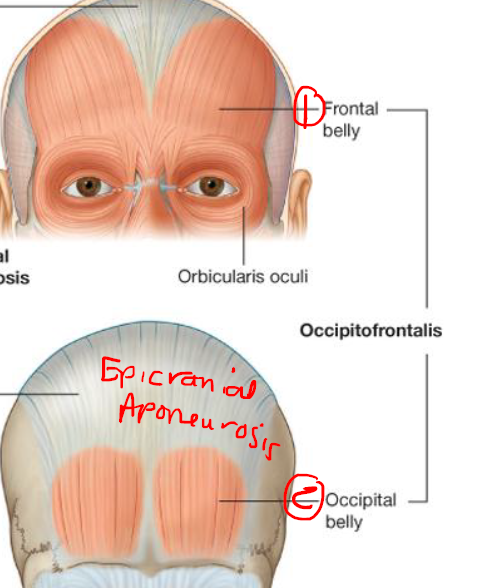 <p>Occipitofrontalis</p><p>Two muscle bellies - Frontal belly (forehead) + Occipital belly </p><p>Connected by aponeurosis - Epicranial aponeurosis</p>