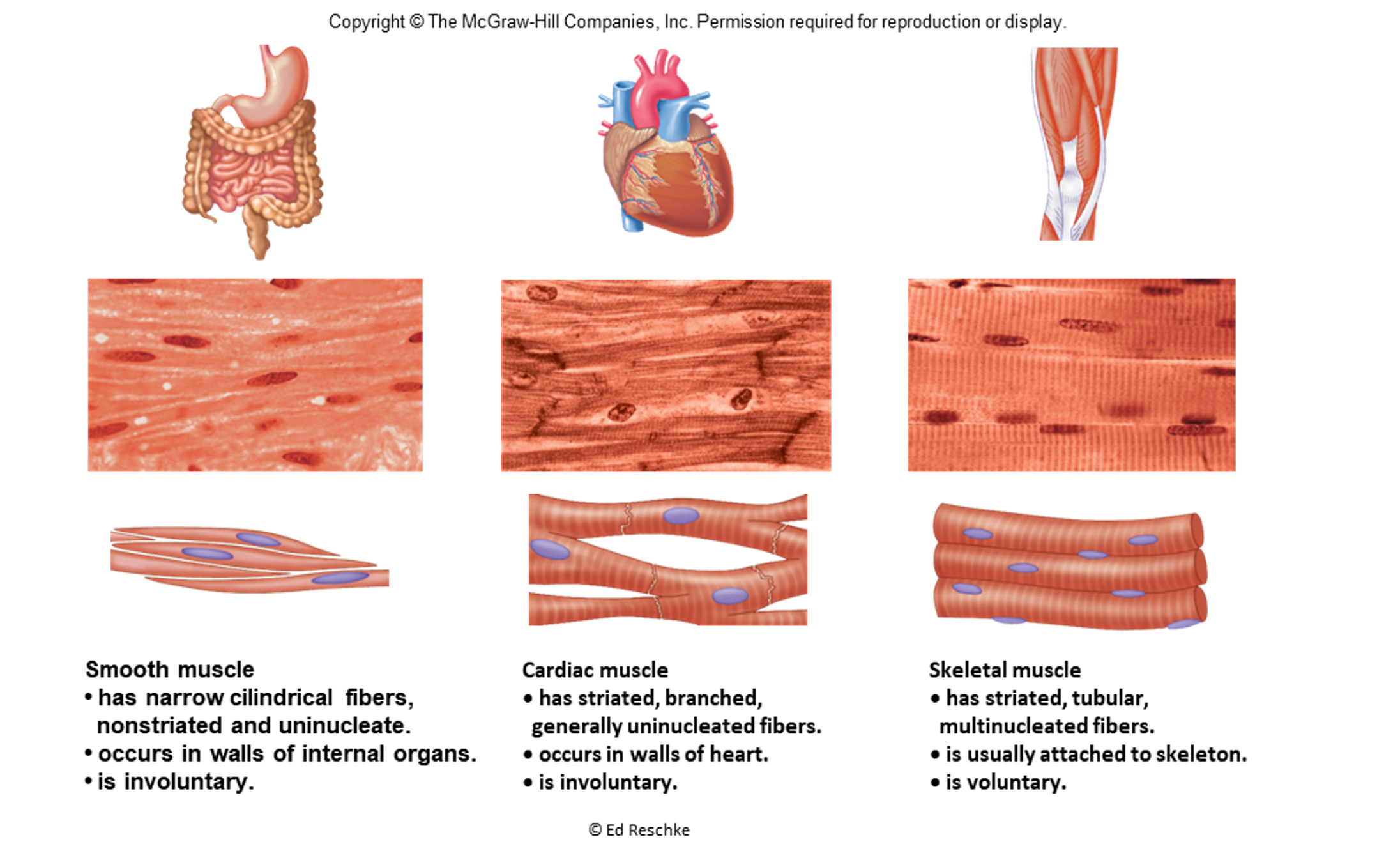 <p>cardiac muscle</p>