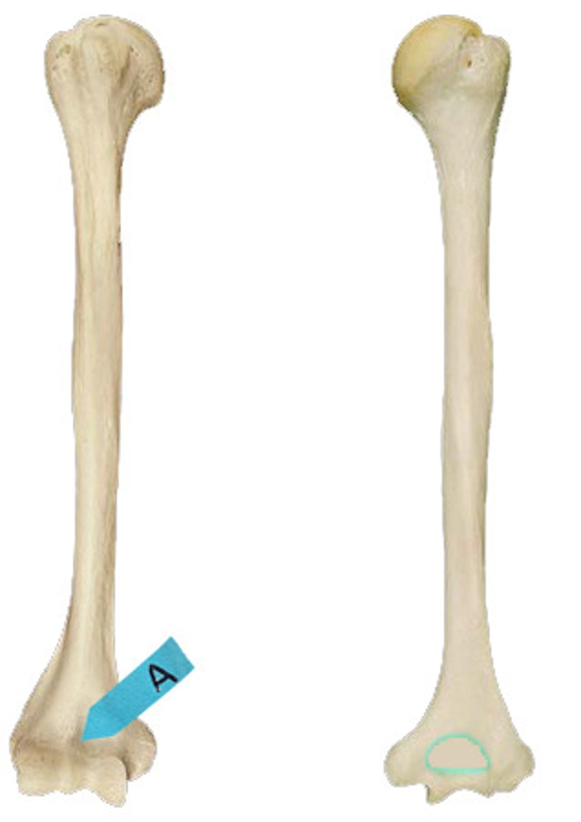 <p>Identify this bone marking (shallow depression) at the blue arrow.</p>