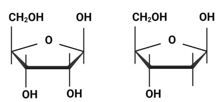 <p><strong>Pentose </strong>sugars are five-carbon <u>monosaccharides </u>crucial for life, with the most well-known examples being ribose (____ ____) in RNA and deoxyribose (____ __) in DNA</p>
