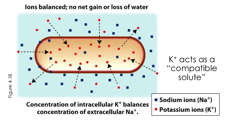 <p>High intracellular [K+] offsets very high extracellular [Na+]</p>