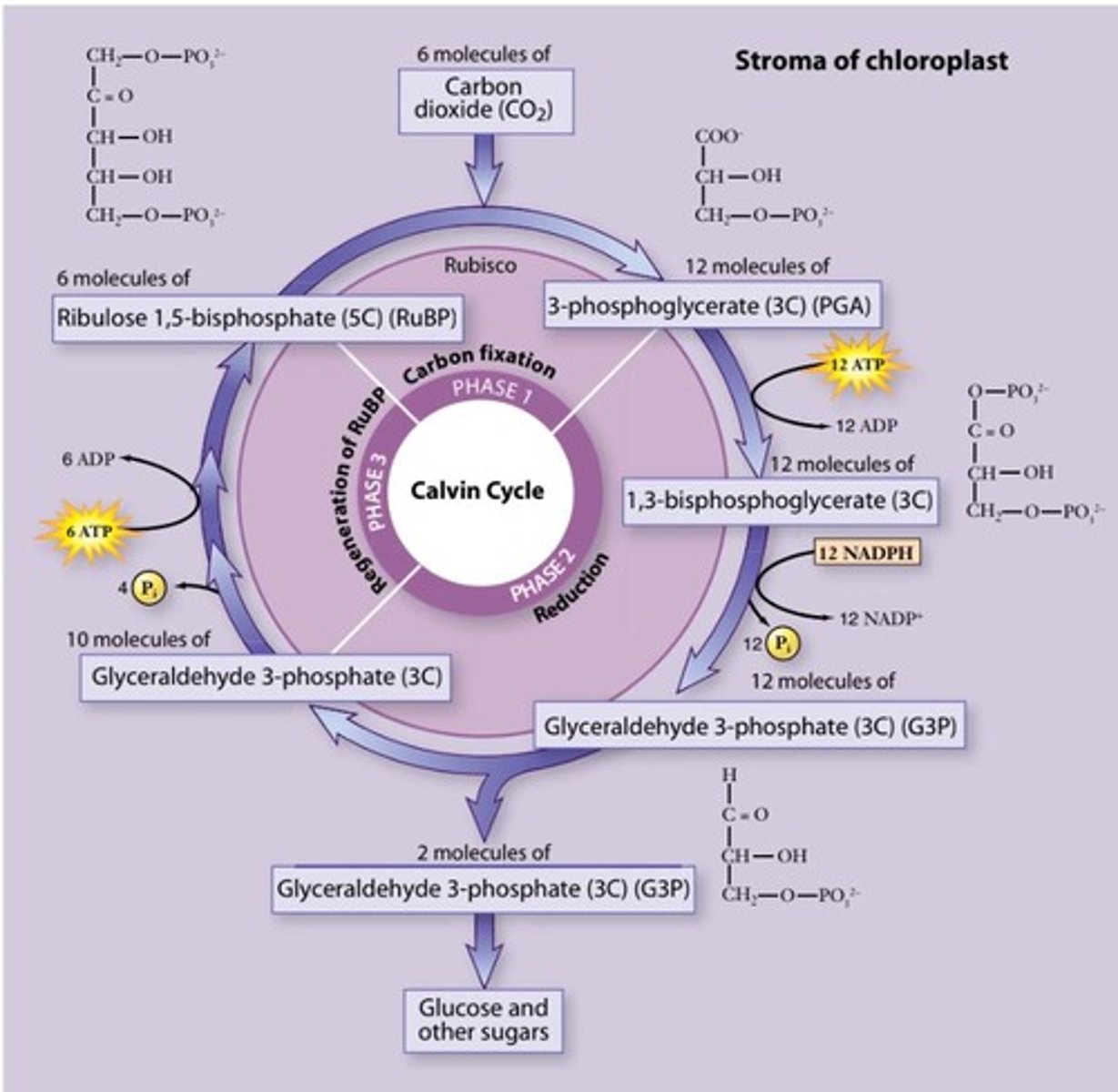 <p>The three phases are carbon fixation, reduction reactions, and RuBP regeneration.</p>