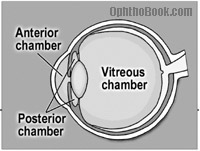 <p>between cornea and iris</p>