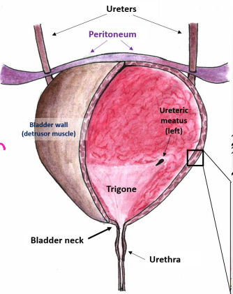 <p><strong>Neck of Bladder</strong></p><p>-Surrounds the origins of ________ where the two inferolateral surfaces and base intersect</p><p>-Most _______ and ______ part of bladder, anchored by pair of ___________ bands </p><ul><li><p>_______________ ligament in males </p></li></ul><p></p>