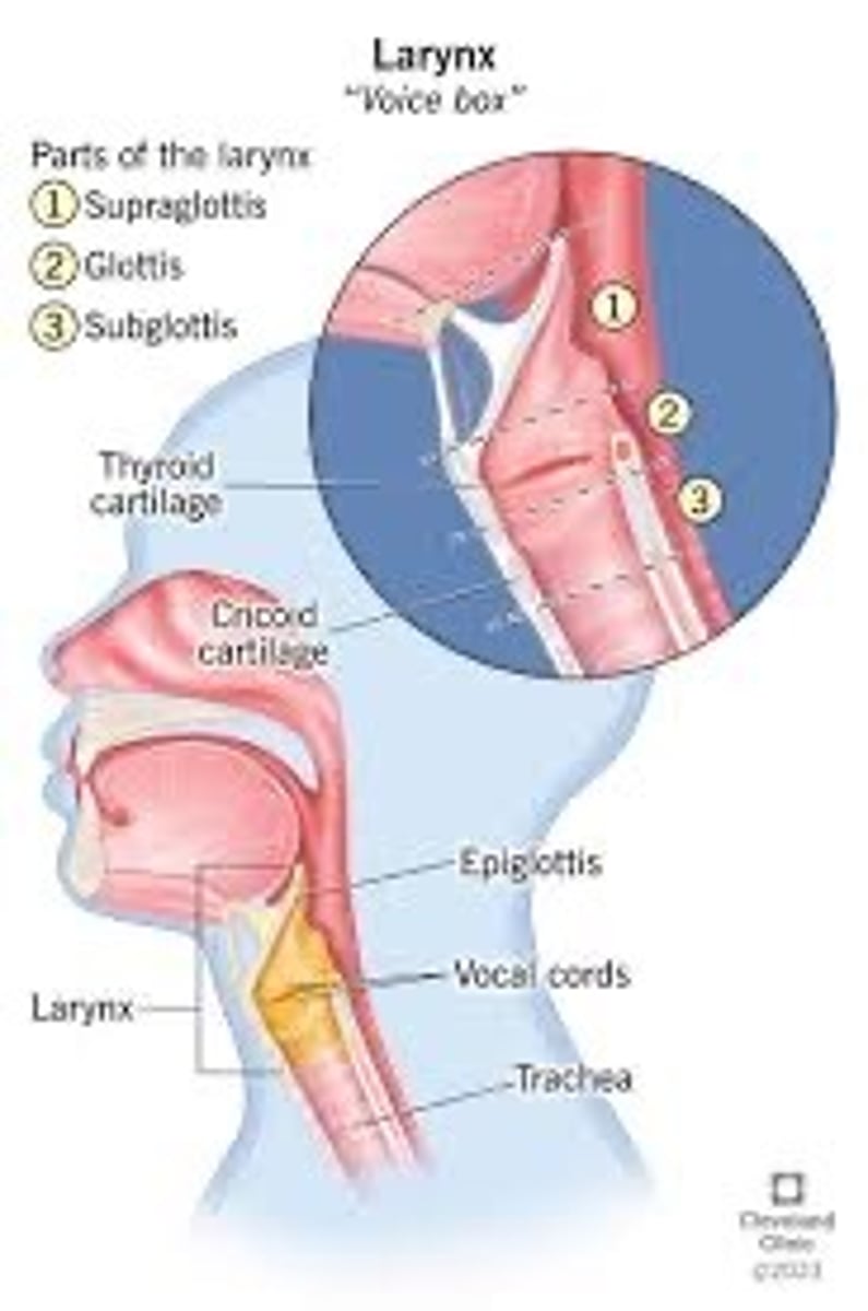 <p>Voice box-vocal folds, vocal chords</p>