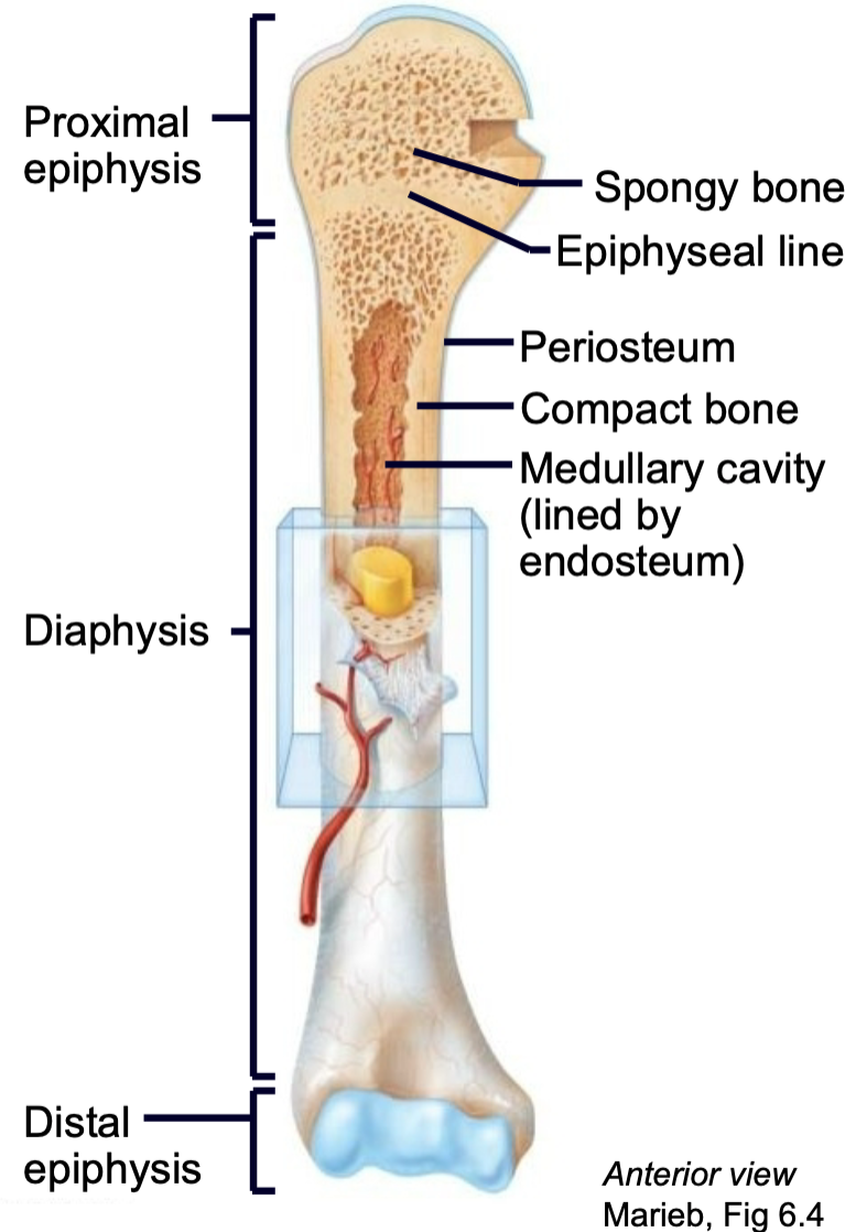 1. Epiphysis 
2. Epiphyseal line 
3. Diaphysis
4. Compact bone
5. Spongy bone
6. Periosteum 
7. Endosteum 
8. Medullary cavity
9. Nutrient arteries
10. Articular cartilage