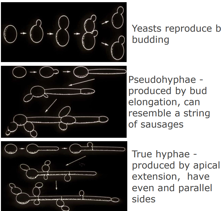 <p>yeasts - True hyphae - produced by <strong>apical extension, have even and parallel sides</strong></p>