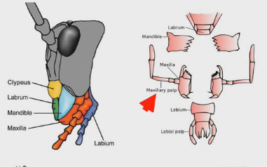 <ul><li><p>Structure in insect and spiders that can detect the nutrients in food</p></li><li><p>Like their version of our “tongue”</p></li></ul><p></p>