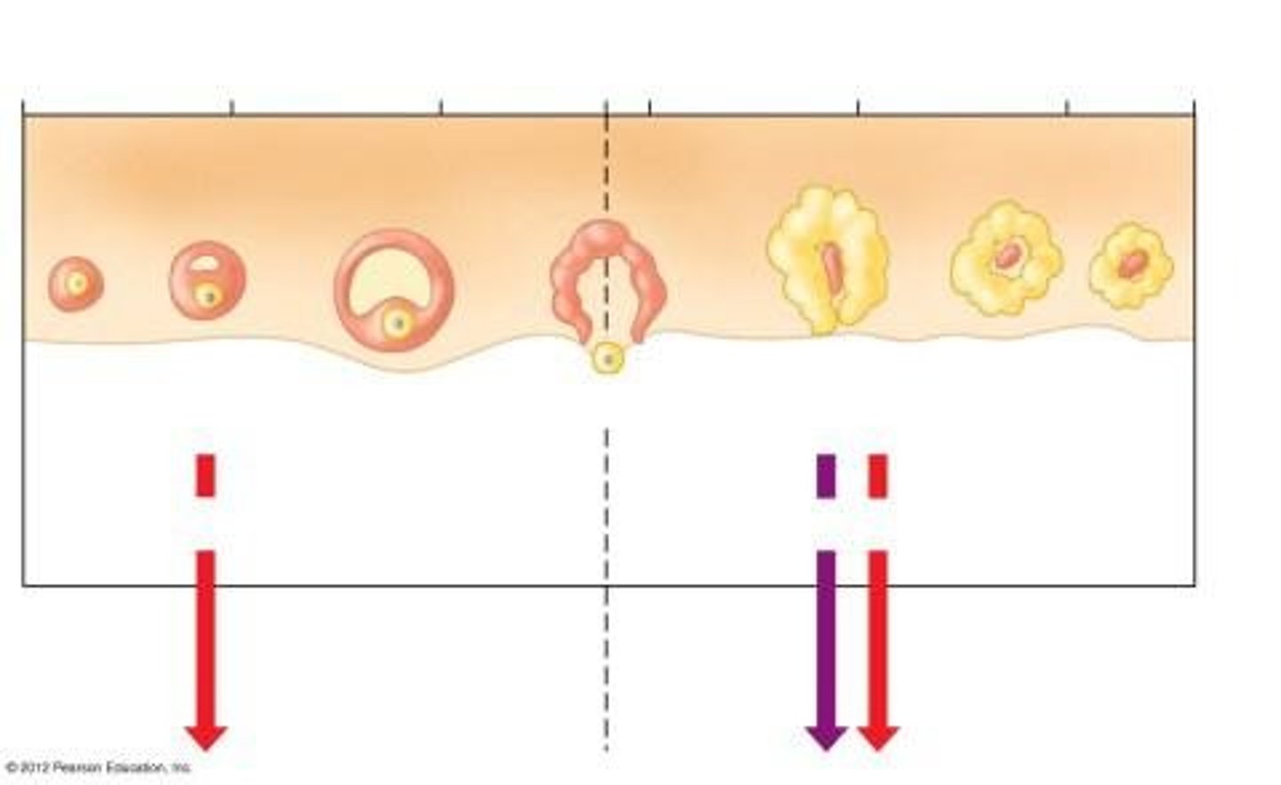 <p>The cycle that includes the growth of follicles and ovulation.</p>