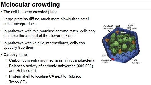 <p>Due to cell being crowded, enzymes and substrates may not be able to meet and have reactions, so this can be altered to increase activity</p>