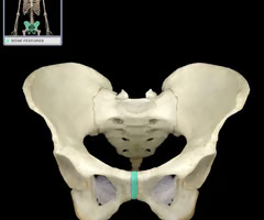 <p><span>cartilaginous joint at which two pubic bones fuse together</span></p>