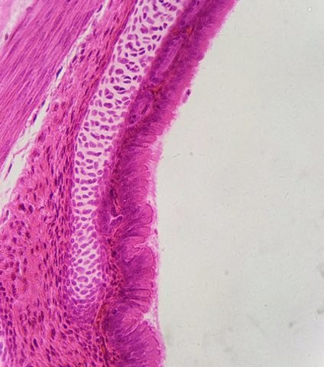 <p>Identify the organ.</p>