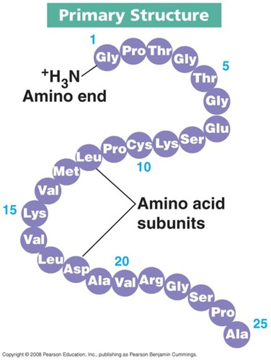 <p>- sequence of amino acids (monomers) joined by peptide bonds. creates polypeptide chains.</p><p>- order of amino acids dictate secondary and tertiary levels (shape)</p>