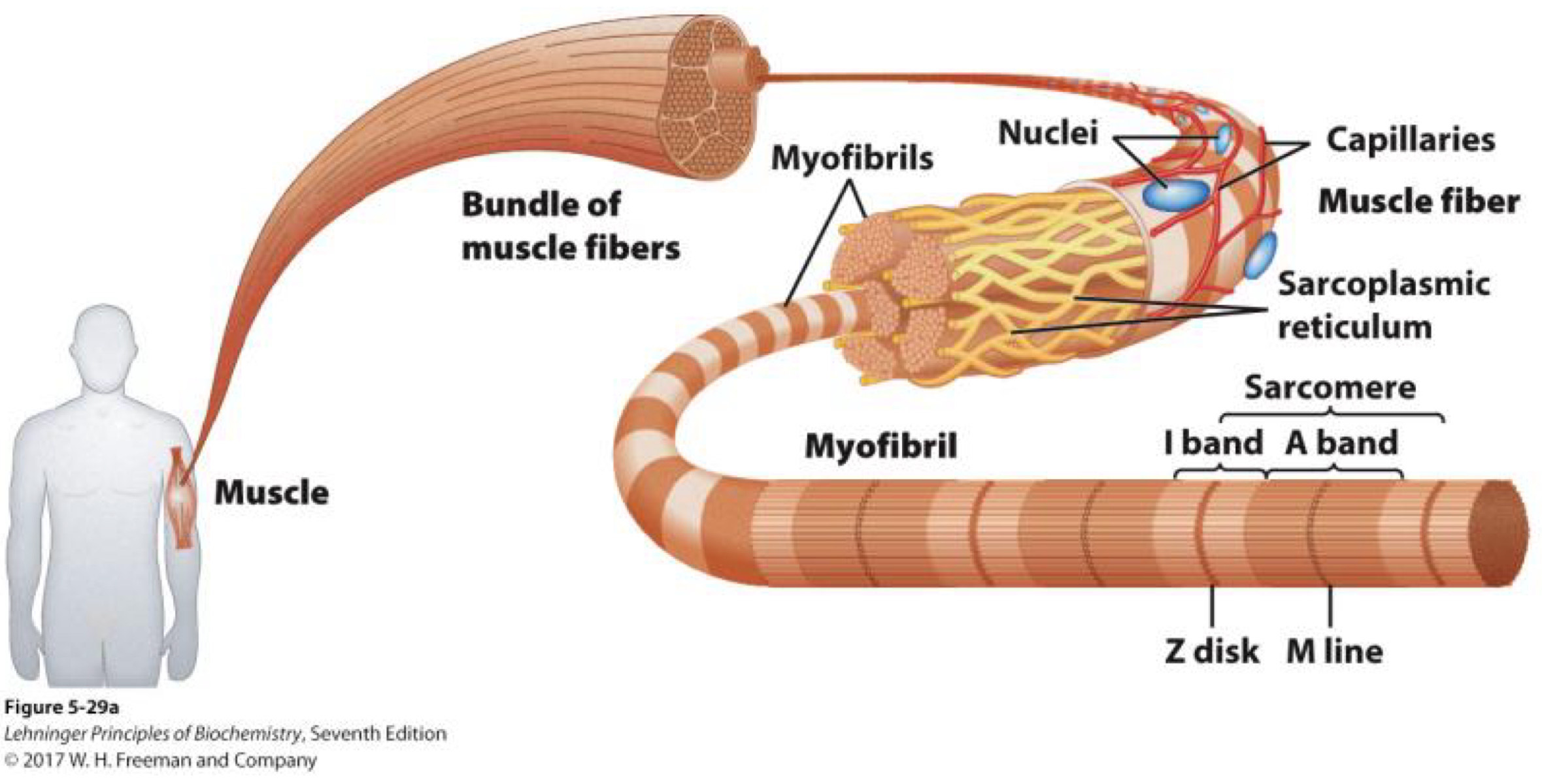 <p>What do biomolecules do?</p>