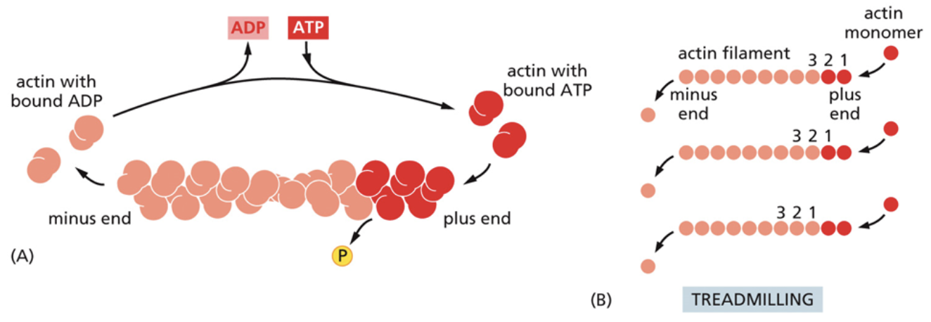 <ul><li><p>A process used by microtubules and microfilaments to recycle their subunits</p></li><li><p><span style="background-color: transparent;"><span>Subunits are added from one end and subtracted from the other. This moves all monomers to the left</span></span></p></li><li><p><span style="background-color: transparent;"><span>This helps control the length of microtubules and microfilaments by determining how quickly monomers are added and subtracted.</span></span></p><ul><li><p><span style="background-color: transparent;"><span>For example, if monomers are being subtracted quicker than they are added, the filament shrinks</span></span></p></li></ul></li></ul><p></p>