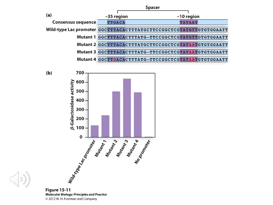 <p>The consensus sequences of the -10 and -35 regions were based on probabilities defined by ( ) types of mutations; promoter-up and promoter-down mutations.</p>