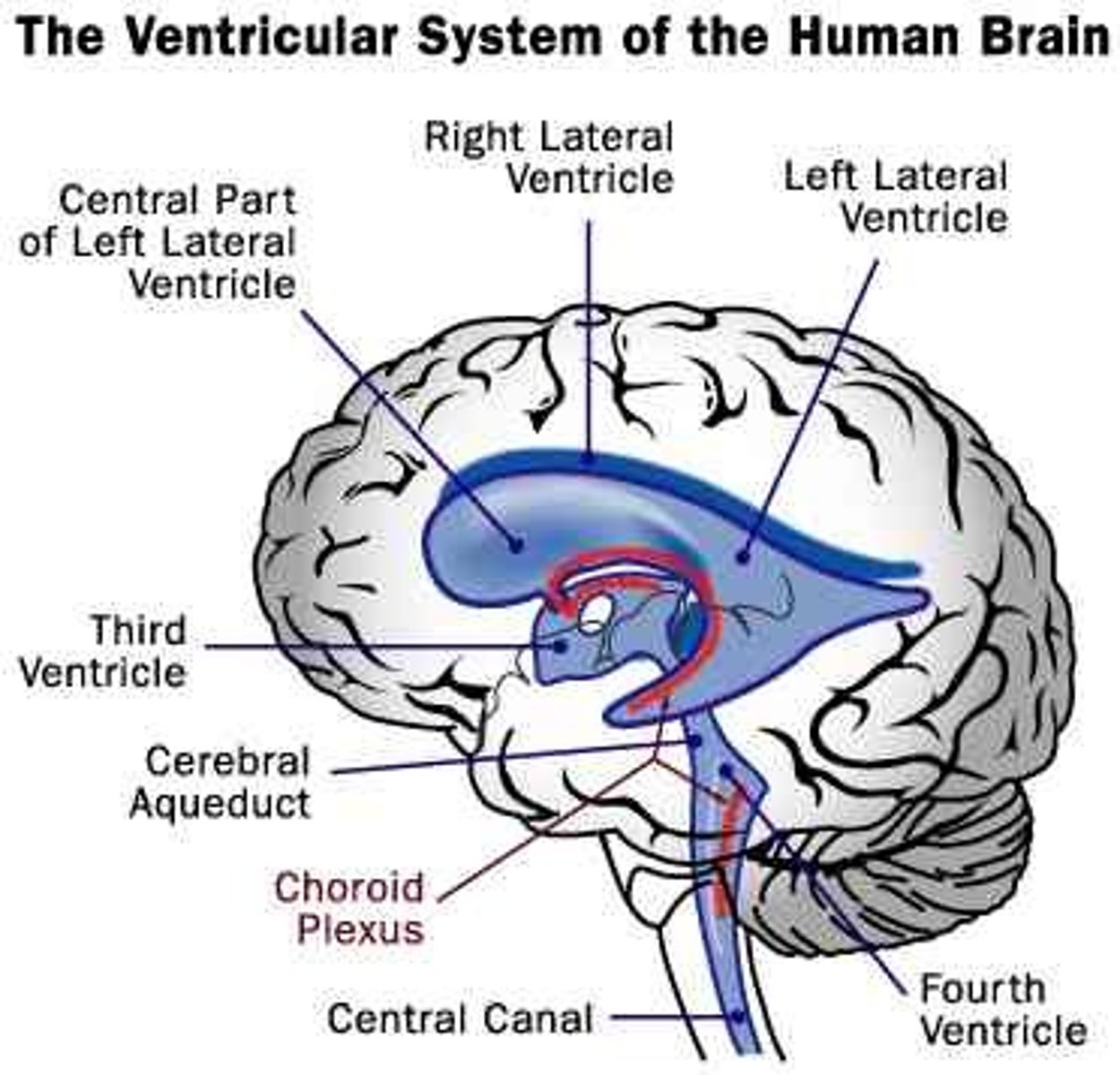<p>controls the synthesis, release, internal circulation, and drainage of cerebrospinal fluid (CSF)</p><p>- lateral ventricles (pair) - largest surface area</p><p>- third ventricle - diencephalon</p><p>- fourth ventricle - between the pons and medulla/ cerebellum</p>