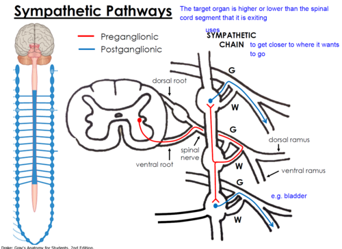 <p>The preganglionic neuron will then go up or down the sympathetic chain and synapse with the postganglionic neuron in a ganglia at a different spinal level and exit through the grey communicans and the ventral ramus</p>