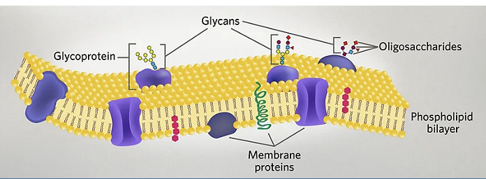 <ul><li><p>folding and stability</p></li><li><p>interactions w/ other molecules</p></li><li><p>cell signaling</p></li><li><p>cell-cell communication</p></li><li><p>cell protection, etc. (protection against proteosomes)</p></li><li><p>part of glycocalyx on outer membrane</p><ul><li><p>carbohydrate rich layer surrounding the cell membrane of many cells </p><p>→ aids in protection</p><p>→ permeability layer</p><p>→ aid in cell-cell communication/signaling</p></li></ul></li></ul><p></p>