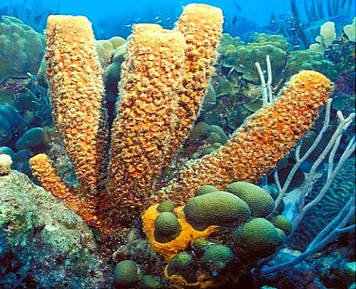 <p>Phylum+Class?</p>