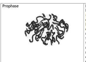 <p>PROPHASE -</p><p>.Chromosomes condense (becomes shorter and thicker)</p><p>. become visible —-&gt; can see them individually under light microscope</p><p>.centrioles move to opposite poles of the cell (only animal cells)</p><p>.Proteins Form the spindle fibres/ spindle apparatus</p><p>.Nucleolus disappears</p><p>.Nuclear membrane breaks down</p><p>.Pairs of chromatids are attached to the spindle fibres via their centromeres</p><p></p>