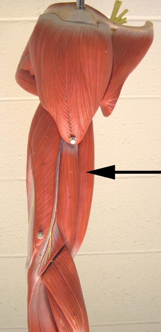 <p>Name the distal attachment of the muscle indicated by the arrow</p><p>View: lateral side of the brachial region (upper limb)</p>