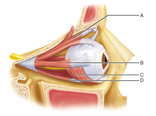 Identify the muscle responsible for depressing the eye and turning it laterally.