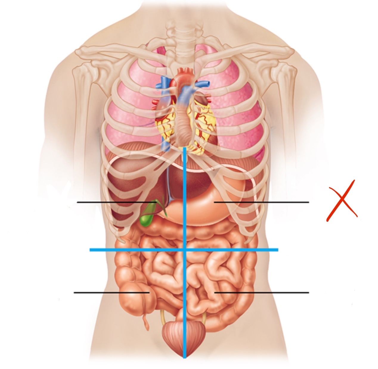 knowt flashcard image
