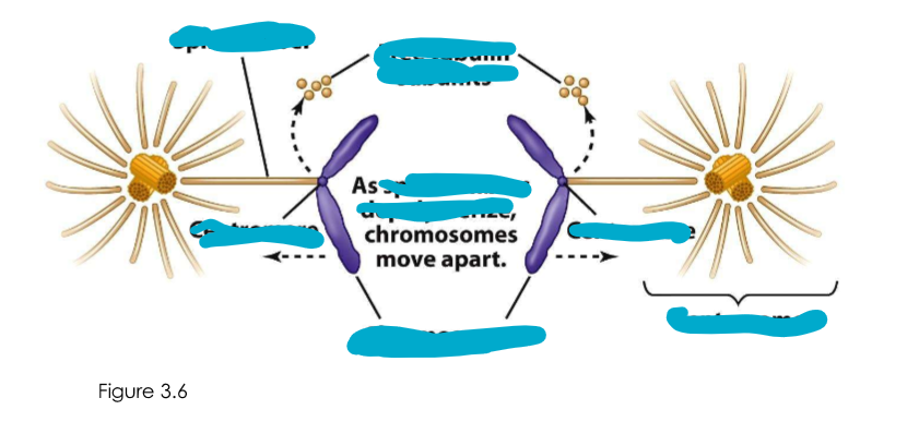 <p>Cell division is assisted by?</p>