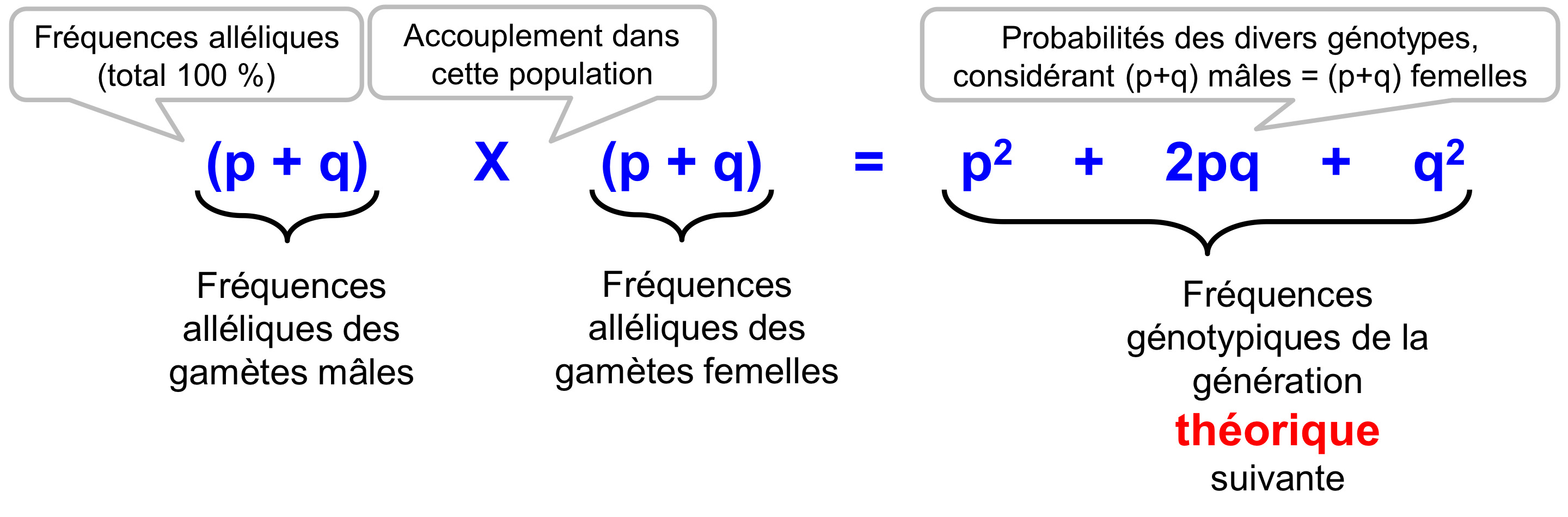 <p>Lorsqu’il y a 2 allèles possibles pour un gène (locus), on peut résumer l’union des gamètes dans une population sous la forme d’une équation algébrique. Pour « A » et « a », soient, p = Fréq. de l’allèle « A » et « q » = Fréq. de l’allèle « a » :</p>