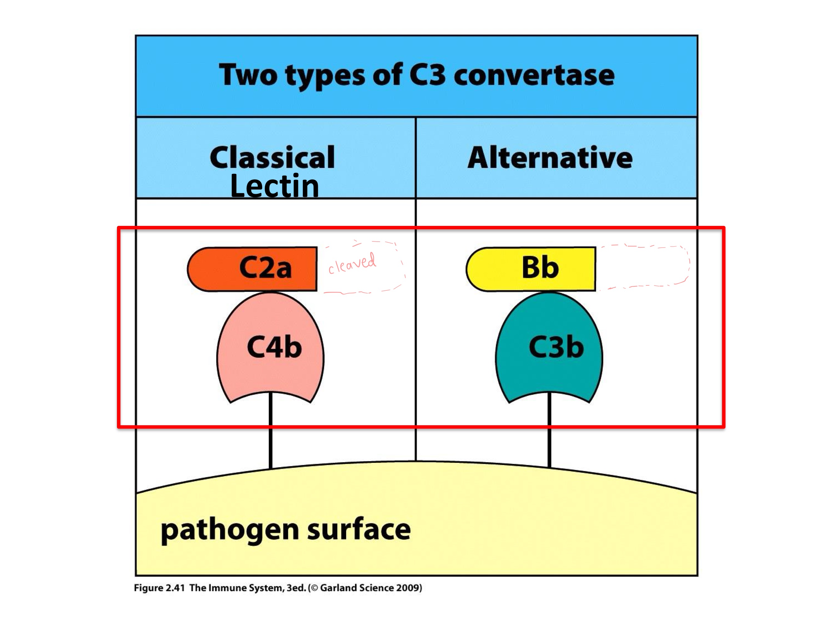 <p>protease that cleaves C3 into C3a and C3b</p>