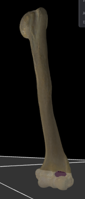 <p>Kleine fossa vlak boven het capitulum humeri op de ventrale zijde.</p>
