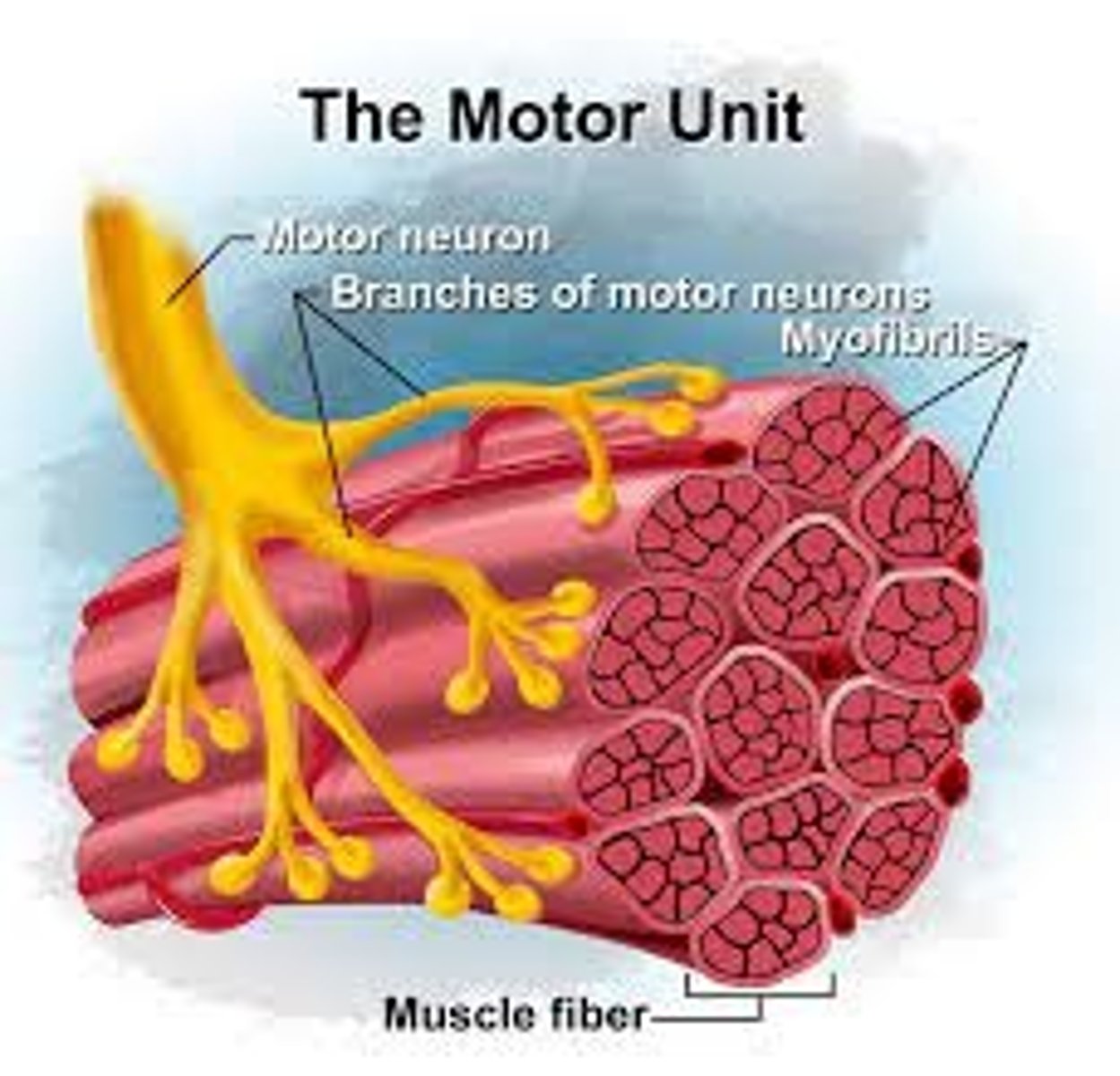 <p>Where the receptors sit to allow action potential to then travel into the muscle cell</p>