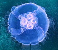 <p>Radial</p>