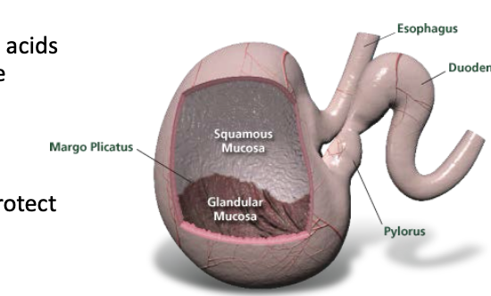 <p>breakdown of the normal defense mechanisms that protect the lower (glandular) portion of the stomach</p>