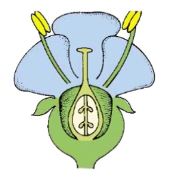 <p>what type of flower is this based on the position of the ovary</p>