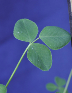 <p><span>Black medic (Fabaceae)</span></p>