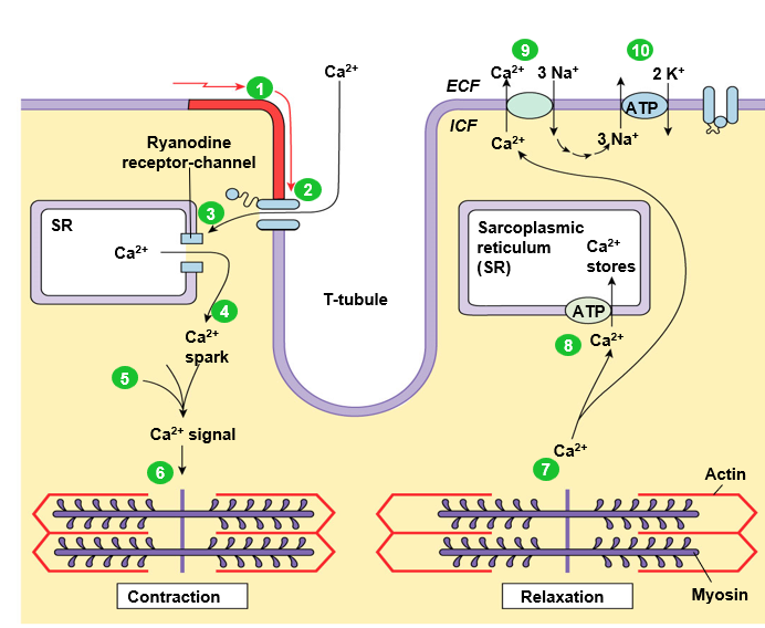 <ol><li><p>Action potential</p></li><li><p>voltage-gated Ca2+ channeles open</p></li><li><p>Ca2+ enters cell from ECF</p></li><li><p>Ca2+ is released from sacroplasmic reticulum (Ca2+ spark)</p></li><li><p>Ca2+ binds troponin → contraction</p></li><li><p>Ca2+ pumped back into SR (active transport), pumped out of cell (Na/Ca exchanger, secondary active transport)</p></li></ol>